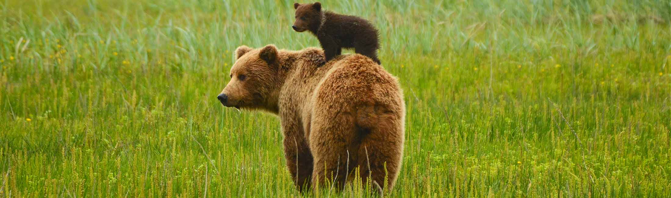 Increasing sightings of bears around the Missoula, Bitterroot and Blackfoot  valleys, NonStop Local Missoula